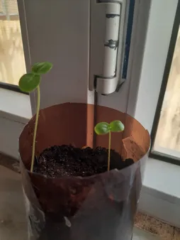 بذر پشن فروت بذر طلایی رویان کد BZT-133