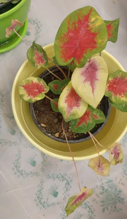 گیاه طبیعی کالادیوم مدل C-28