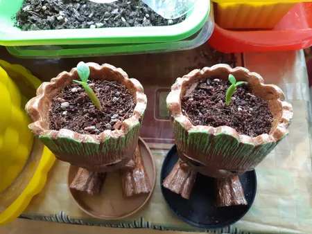 بذر بنسای آدنیوم زرد سانیا سید مدل A02