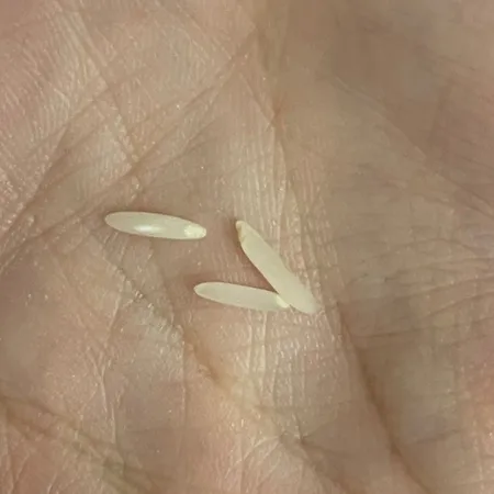 برنج ایرانی دم سیاه سنتی  فاخر ایرانی - 4.5 کیلوگرم