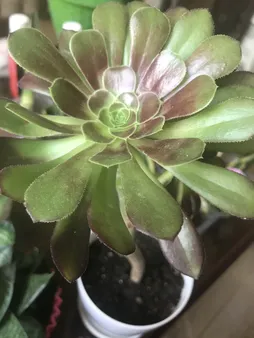 خاک گلدان سرزمین خاک مدل 10 وزن 5 کیلوگرم