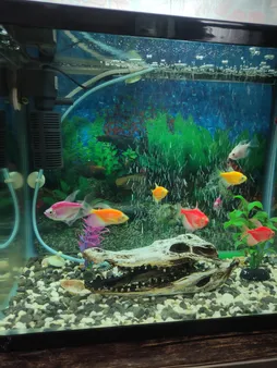 جمجمه تزیینی آکواریوم کد MS