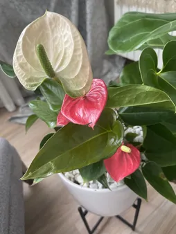 گل طبیعی انتوریوم تافکو مدل صورتی