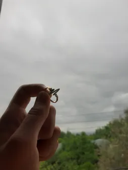 انگشتر زنانه طرح ضربان کد RKH_775