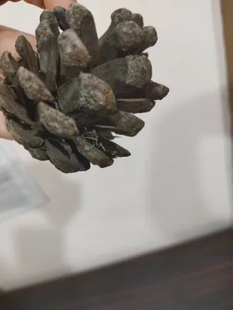 میوه تزیینی درخت کاج کد 62 مجموعه 5 عددی