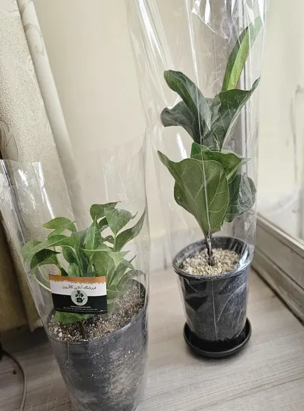 عکس ارسالی خریدار