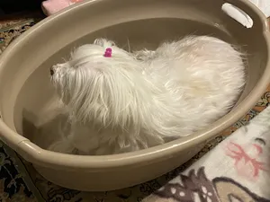 تجریه خرید لگن حمام هوم کت کد 4721