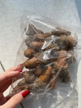 میوه تزیینی مدل بلوط بسته 20 عددی