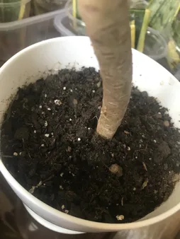 خاک گلدان سرزمین خاک مدل 10 وزن 5 کیلوگرم