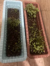 تجریه خرید بذر سبزی خوراکی فصل سبز کد SEED-FS-08 مجموعه 8 عددی