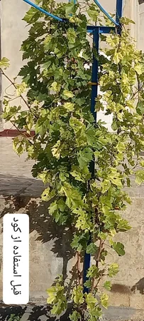 کود آهن جنوبگان مدل میناسول حجم 1لیتر