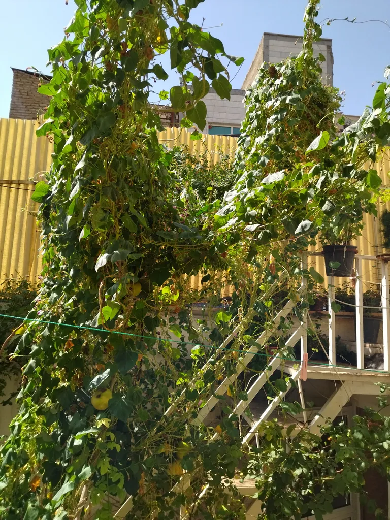 بذر گل نیلوفر رونده الوان آذر سبزینه مدل A138