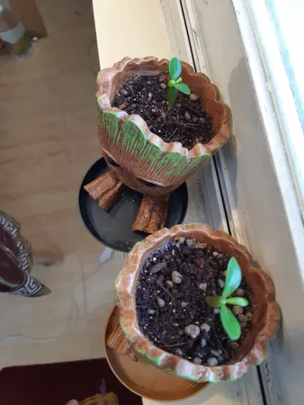 بذر بنسای آدنیوم زرد سانیا سید مدل A02