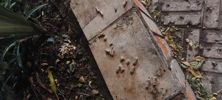 حلزون کش لیسک سمیران مدل Lisak Pellet وزن 1 کیلوگرمی