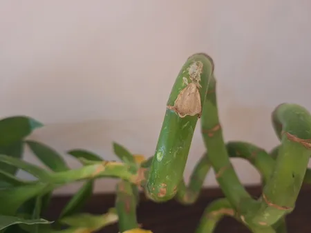 گیاه طبیعی بامبو مدل جوانه دار مدل 80