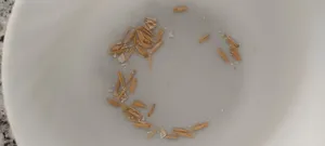 تجریه خرید جودوسرپرک صبحانه فوری اعتماد - 1 کیلوگرم