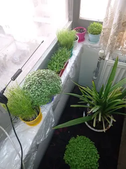 بذر سبزی خوراکی بذر طلایی رویان مدل V-P-BZTR-006 مجموعه 8 عددی