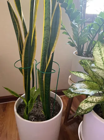 نگهدارنده گیاه مدل فلزی بسته چهار عددی