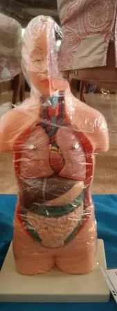 بازی آموزشی صنایع آموزشی طرح مولاژ نیم تنه انسان کد 20047