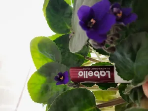 تجریه خرید بالم لب لابلو مدل Blackberry Shine