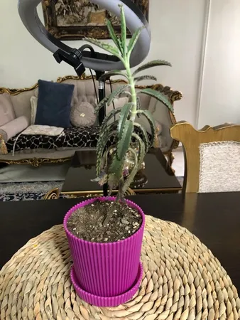 گلدان مدل آیما 11