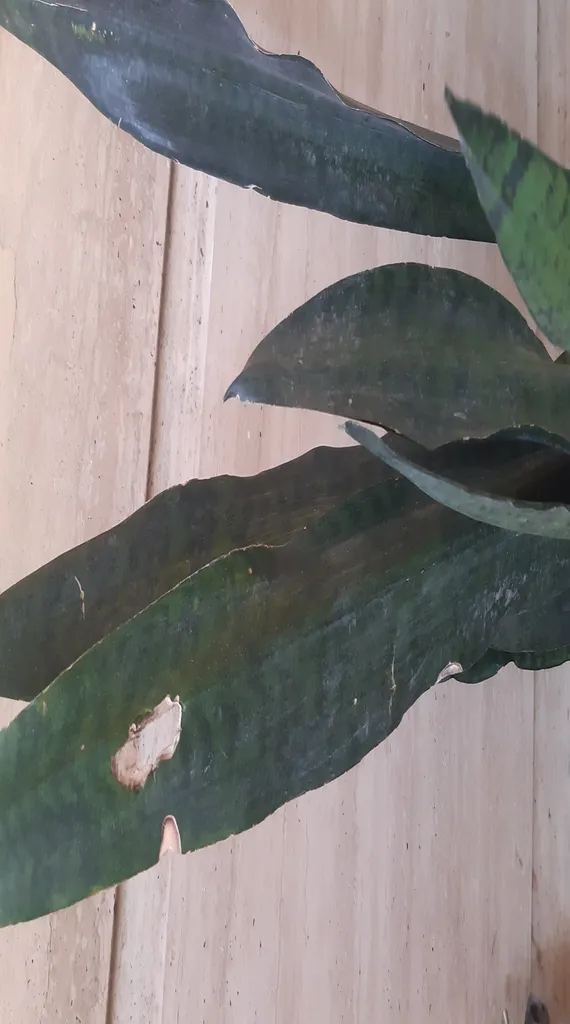 گیاه طبیعی سانسوریا شمشیری ابلغ کد1 -AS-7