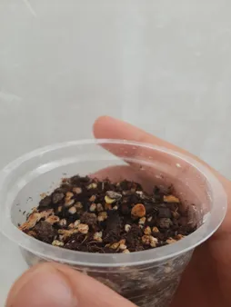 بذر بنسای ارغوان سانیا سید مدل S6