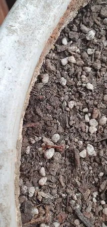 خاک گلدان سورین خاک سایز بزرگ (10 لیتری)