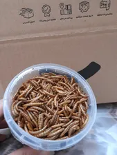 تجریه خرید غذای تشویقی همستر ولکانو میلورم کد MWH60 وزن 60 گرم