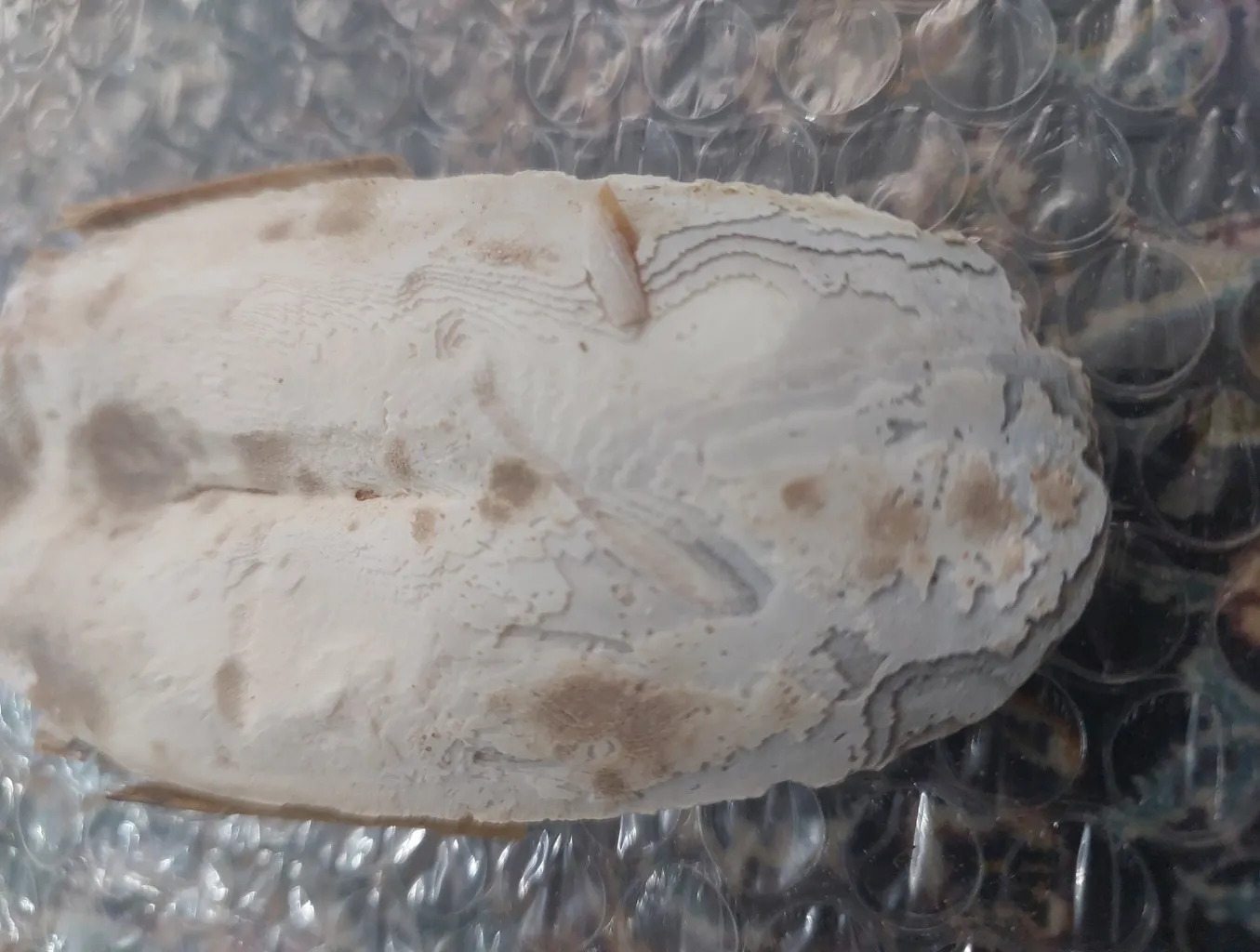 کف دریا کد M70 وزن 70 گرم به همراه گیره کلیپسی