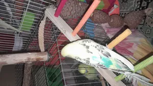 تجریه خرید غذای پرنده مدل ارزن خوشه ای کد 20104 بسته 5 عددی