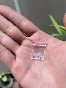 تجریه خرید بذر گل سنگ صورتی سانیا سید مدل GS4