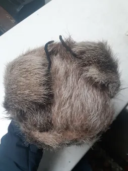 کلاه مردانه مدل روسی خرگوش