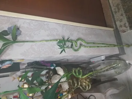 گیاه طبیعی بامبو مدل جوانه دار مدل 80