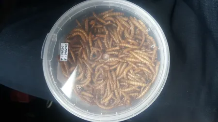 غذای تشویقی عروس هلندی ولکانو میلورم کد MWC60 وزن 60 گرم