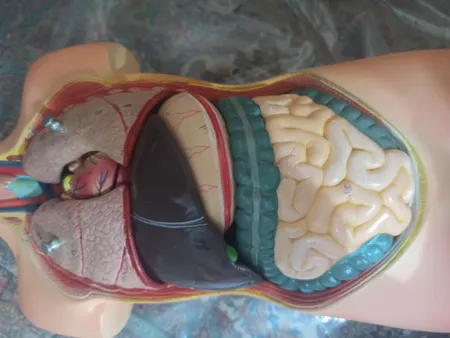 بازی آموزشی طرح مولاژ آناتومی بدن انسان مدل 4040