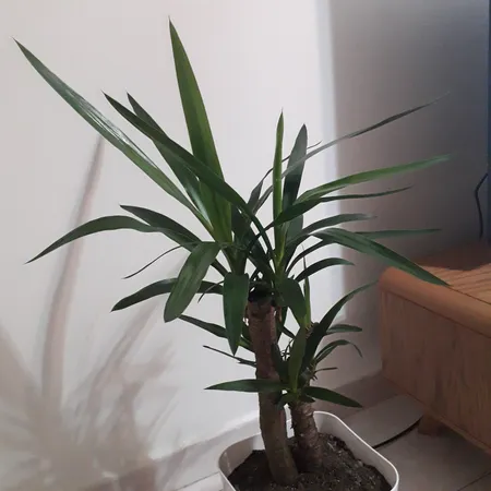 گیاه طبیعی یوکا پیوندی کد P.A.014