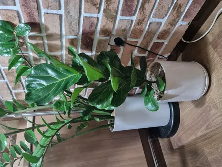 گل طبیعی فیکوس لیراتا آفریقایی تافکو کد 2022