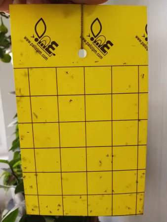 چسب حشره کش کد 200 بسته 10 عددی