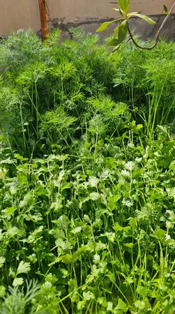 خاک سبزی کاری گیلدا کد GS12L حجم 12 لیتر