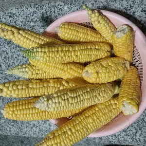 تجریه خرید بذر ذرت شیرین بذر طلایی برتر کد BTB-57 مجموعه 3 عددی