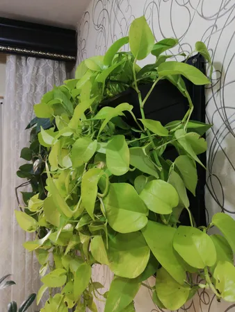 گلدان دیواری طرح دیوار سبز مدل Lotus بسته 6 عددی