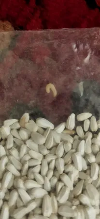 غذای پرندگان مدل کافشه وزن 500 گرم