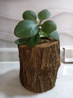 گلدان چوبی فیل چوب مدل GCH_ch