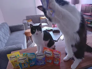 تجریه خرید غذای تشویقی گربه دریمیز مدل 360 وزن 60 گرم مجموعه 6 عددی