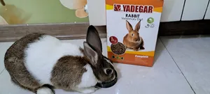 تجریه خرید غذای پلت کامل خرگوش یادگار مدل 3314 وزن 1000 گرم