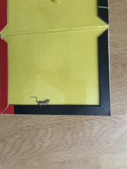 چسب موش مدل کتابی بسته 5 عددی