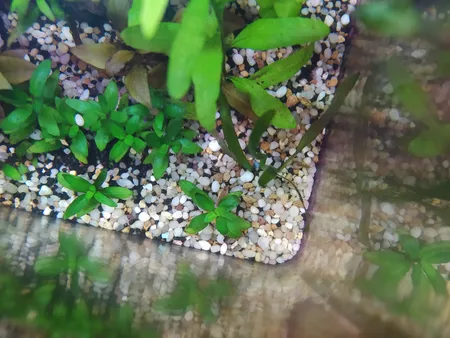 شن تزیینی مدل SA01 وزن 3 کیلوگرم