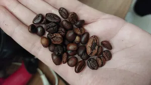 تجریه خرید دانه قهوه ویتنام روبستا شاران - 1 کیلوگرم