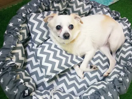 جای خواب سگ و گربه مدل mypet367